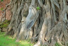 Buddha's Head In Tree Roots At Wat Mahathat In Ayutthaya,Thailand