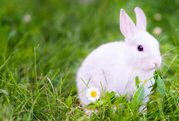 A small white rabbit sitting on green grass with a chamomile flower nearby. Place for text. New year 2023 - year of the rabbit