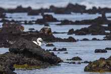 Great Egret In The Sea At The Beach Of Fuerteventura, Canary Islands, Spain