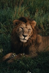 Poster - Vertical shot of an Asian lion (Panthera leo persica) sitting in the grass looking aside