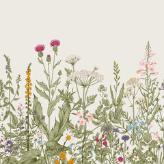 vector seamless floral border. herbs and wild flowers. botanical illustration engraving style. color