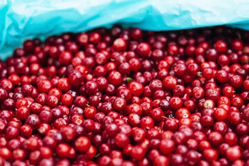 Cranberry in a bag. Hand picked. Magenta Red background.