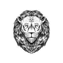 Wild Lion With Mane. Animal In Vintage Style. Retro Vector Illustration. Doodle Style. Hand Drawn Engraved Sketch