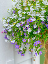 White And Purple Hanging Flowers