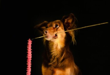 Poster - Closeup of a brown dog portrait