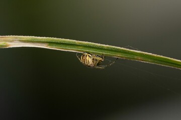 Wall Mural - Macro shot of a spider on a green grass against blurred background