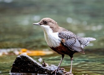 Poster - Cute white-throated dipper on a stone on the water on a blurred background