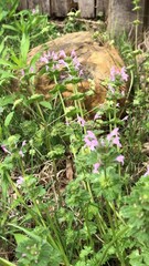 Wall Mural - Steady vertical shot of a garden rock with small violet flowers gently swaying in the breeze 