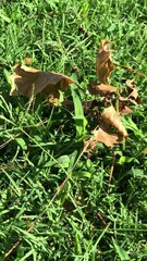 Wall Mural - Vertical, steady footage of dead leaves fallen on green grass