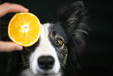 Pomarańcza zakrywa oko psa rasy border collie