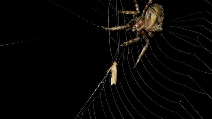 Spider catches and eat butterfly in spiderweb at night