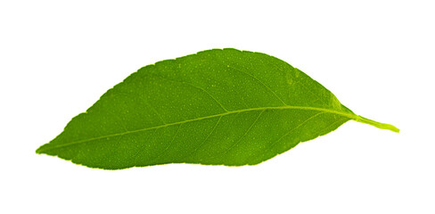 Canvas Print - One lemon leaf isolated on white background