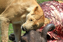Lioness Chewing On A Buffalo Head And Carcass