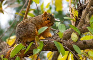 Wall Mural - Fox squirrel (Sciurus niger) hanging out on tree branch.