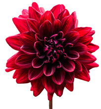 Single, Red Dahlia Flower. Transparent Background.