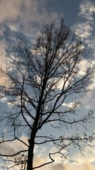 Wall Mural - Silhouette of a tree in autumn with gorgeous clouds at sunset