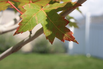 leaf, nature, leaves, tree, branch, plant, spring, autumn, forest, maple, season, summer, foliage, closeup, garden, grape, vine, macro, yellow, flora, birch, flower, fall, green, currant, maple