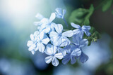 Fototapeta Kwiaty - Niebieskie kwiaty na rozmytym tle (Plumbago). Gałązka kwitnącego drzewa.