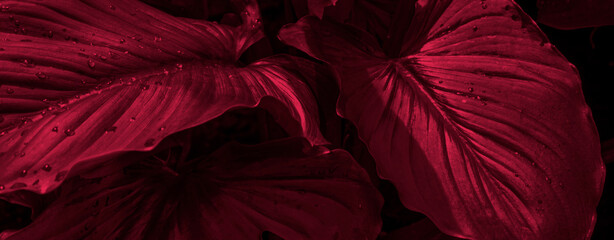 Tropical leaves tone in the color of the year 2023 Viva Magenta. Text, copy space, banner