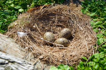 bird nest with eggs