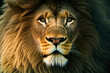 Portrait of a beautiful lion with a big mane