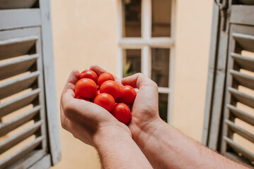 Wall Mural - Fresh ripe red cherry tomatoes in a bowl on the table. Healthy food, organic vegetables. Natural vitamins, food raw materials. Handpicked bio tomato
