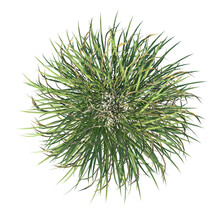 Top View Of Plant (Grass 2) Tree Png 
