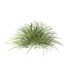 Front view of Plant (Grass 2) Tree png