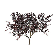 Front View Of Plant (Cercis Canadensis Forest Pansy- 1) Tree Png
