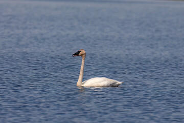 Sticker - The trumpeter swan (Cygnus buccinator) on the lake. Beautiful  North American species of swan. Native species of north America.