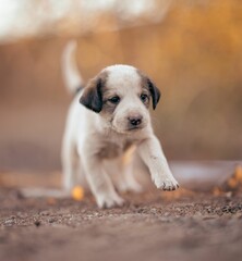 Closeup of a white and black hound puppy walking on the asphalt autumn trees blurred background