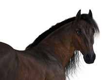 3d Render Of A Bay Horse Portrait With Transparent Background. 