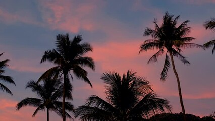 Wall Mural - Palm trees during sunset at Kata beach Thailand. beautiful sunset with coconut palm trees