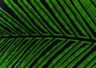 Artificial palm leaf on a black background. Abstraction