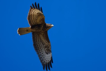 Wall Mural - Common buzzard flying high in clear blue sky on a sunny day