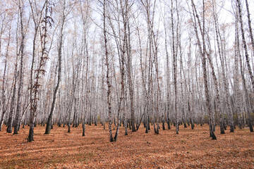 Wall Mural - Birch forest