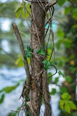 Sticker - Old crawler plant wrapped around tall tree trunk growing in the garden, vertical shot