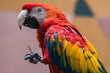 Macaws are large parrots with very bright colors of green, red, blue and yellow tones.