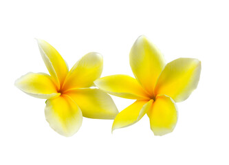 Wall Mural - frangipani flower isolated on white on transparent png