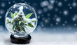Christmas cannabis banner. Xmas and New Year template background with marijuana plant in snow. Cannabis buds in a glass snow globe with snowflakes and snow.
