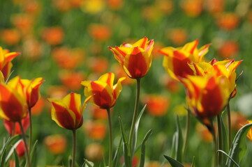 Canvas Print - Tulpen