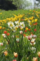 Wall Mural - Narzissen und Tulpen