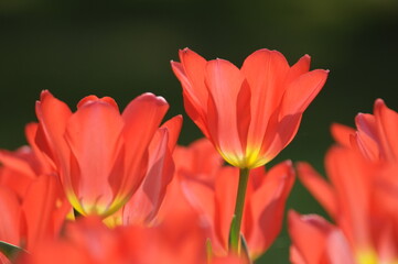 Wall Mural - Tulpen