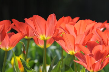 Canvas Print - Rote Tulpen