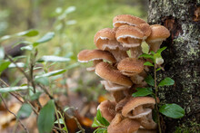 A Group Of Mushrooms Growing On A Tree. Armillaria Mellea, Commonly Known As Honey Mushroom, Is A Basidiomycete Fungus Of The Genus Armillaria. Background Picture.