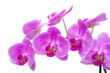 Leinwandbild Motiv Rosa Orchidee mit Blüten
