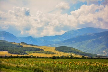 Poster - Scenic view of an agricultural field surrounded by evergreen mountains