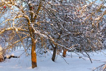 Wall Mural - beautiful snowy winter apple orchard  at sunset