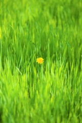 Canvas Print - Floral background with fresh green grass and one yellow dandelion in center.