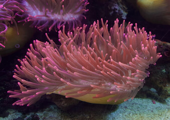 Wall Mural - underwater image of an Actiniaria - Sea Anemone